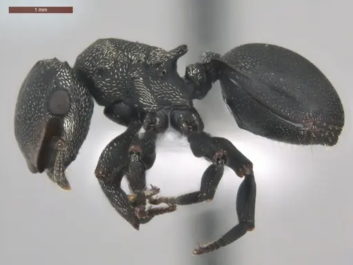 Cephalotes pusillus - ECOFOG-BUG-0265-02-S