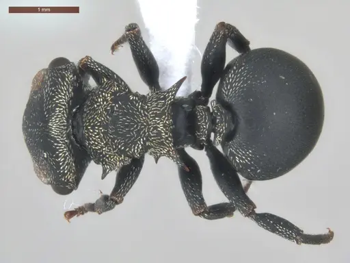 Cephalotes pusillus - ECOFOG-BUG-0265-02