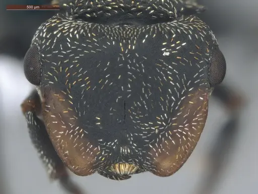 Cephalotes pusillus - ECOFOG-BUG-0265-02