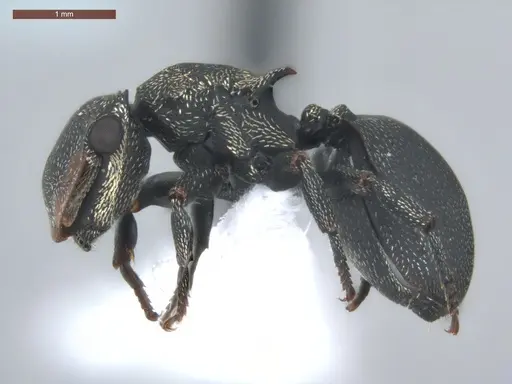 Cephalotes pusillus - ECOFOG-BUG-0265-02