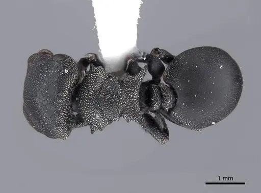 Cephalotes pusillus - FMNHINS0000047253