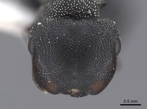 Cephalotes pusillus - FMNHINS0000047253