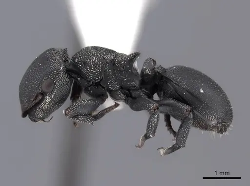 Cephalotes pusillus - FMNHINS0000047253