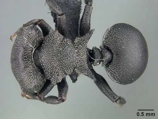 Cephalotes pusillus - USNMENT01124210