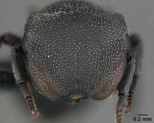 Cephalotes pusillus - USNMENT01124210