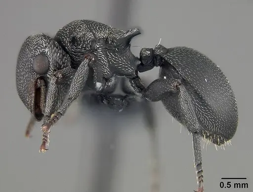 Cephalotes pusillus - USNMENT01124210