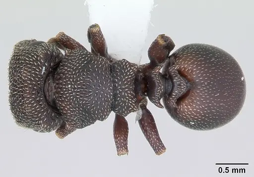 Cephalotes quadratus specimen
