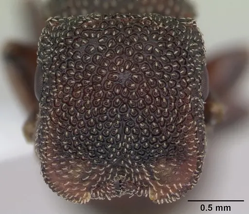 Cephalotes quadratus specimen