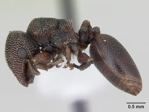 Cephalotes quadratus specimen