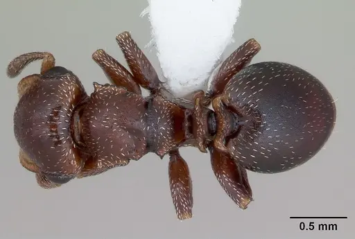 Cephalotes quadratus - CASENT0173706