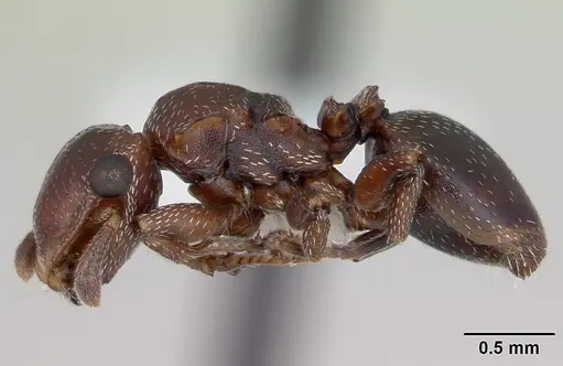 Cephalotes quadratus - CASENT0173706