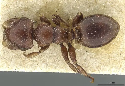 Cephalotes quadratus - CASENT0912619