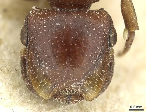 Cephalotes quadratus - CASENT0912619