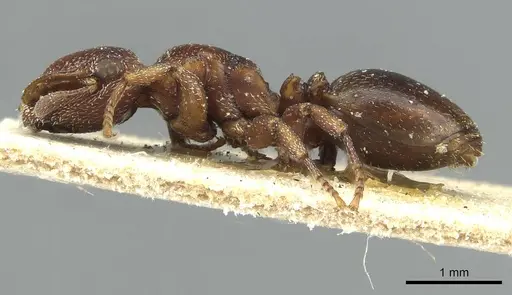 Cephalotes quadratus - CASENT0912619