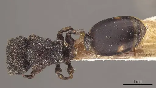 Cephalotes quadratus - CASENT0919603