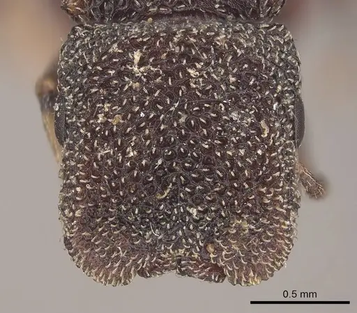 Cephalotes quadratus - CASENT0919603