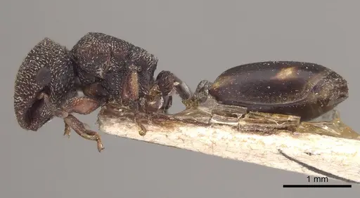 Cephalotes quadratus - CASENT0919603