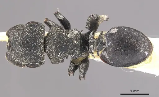 Cephalotes ramiphilus specimen