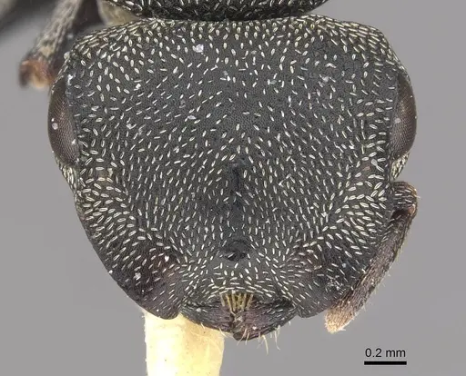Cephalotes ramiphilus specimen