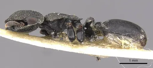 Cephalotes ramiphilus specimen