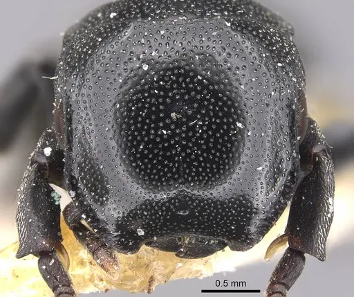 Cephalotes ramiphilus - CASENT0909261