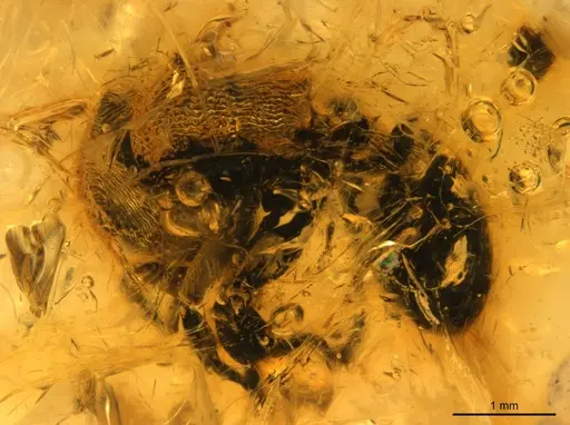 Cephalotes resinae specimen