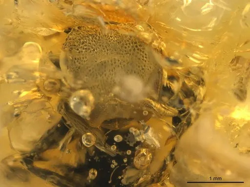 Cephalotes resinae specimen