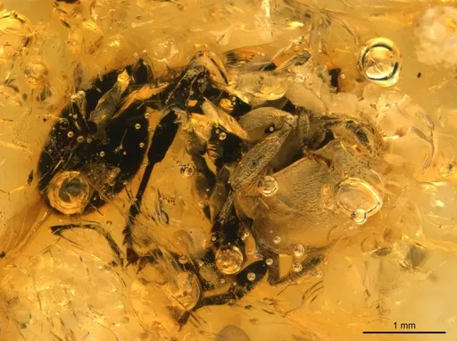Cephalotes resinae specimen