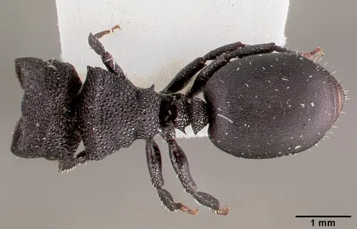 Cephalotes rohweri specimen