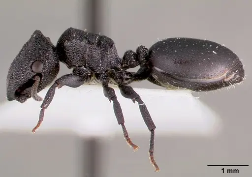 Cephalotes rohweri specimen