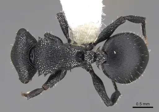 Cephalotes rohweri - CASENT0922581