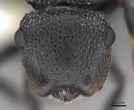 Cephalotes rohweri - CASENT0922581