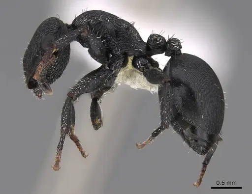 Cephalotes rohweri - CASENT0922581