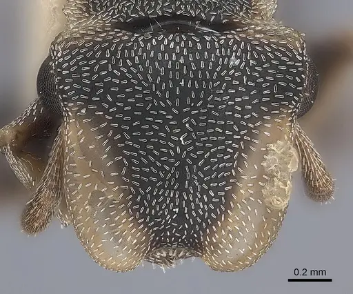 Cephalotes scutulatus specimen
