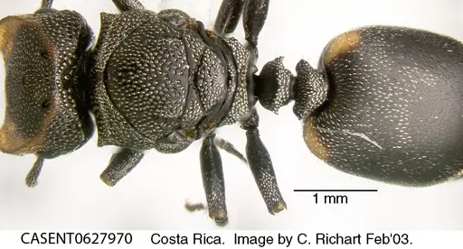 Cephalotes scutulatus - CASENT0627970