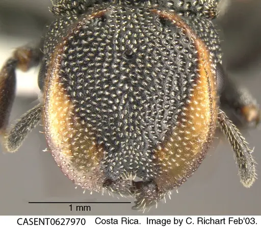 Cephalotes scutulatus - CASENT0627970