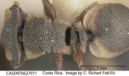 Cephalotes scutulatus - CASENT0627971