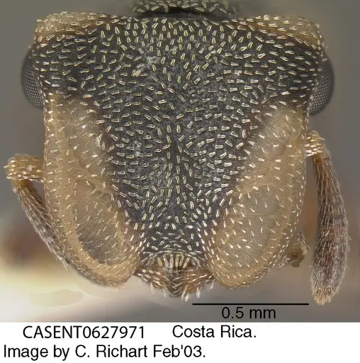 Cephalotes scutulatus - CASENT0627971