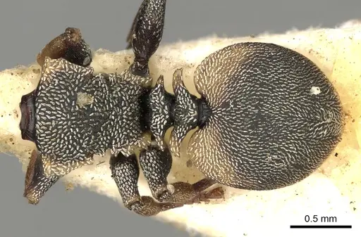 Cephalotes scutulatus - CASENT0900233