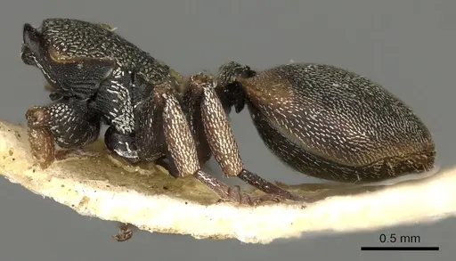 Cephalotes scutulatus - CASENT0900233