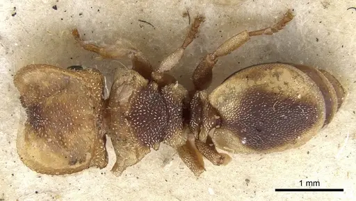 Cephalotes scutulatus - CASENT0901460