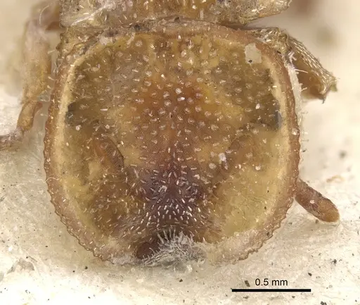 Cephalotes scutulatus - CASENT0901460