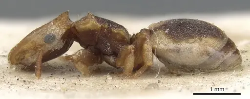 Cephalotes scutulatus - CASENT0901460