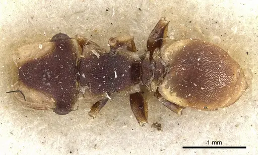 Cephalotes scutulatus - CASENT0901463