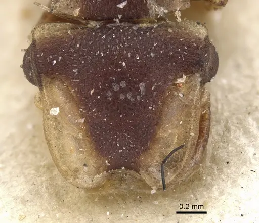 Cephalotes scutulatus - CASENT0901463