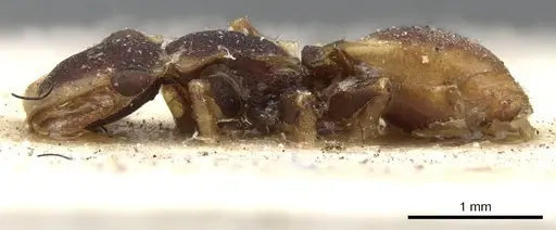 Cephalotes scutulatus - CASENT0901463