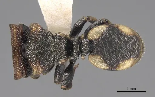 Cephalotes scutulatus - CASENT0922548