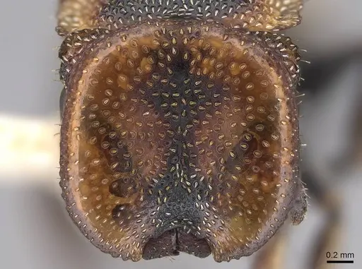 Cephalotes scutulatus - CASENT0922548