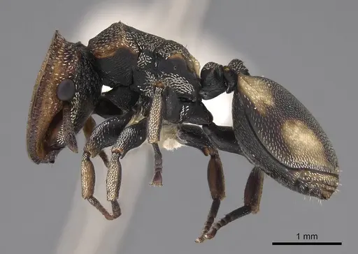 Cephalotes scutulatus - CASENT0922548