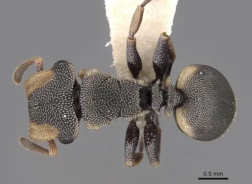 Cephalotes scutulatus - CASENT0922549